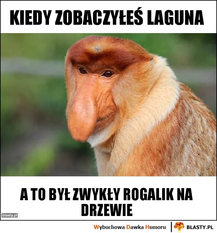 Laguny podbijają internet! Zobacz najlepsze memy o rogaliku z Krakowa