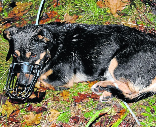Skrępowany kundelek został znaleziony całkowicie wycieńczony w lesie niedaleko miejscowości Klekowiec koło Radomska