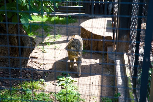 Na bramach Akcentu ZOO zostaną zamontowane dwie tablice informacyjne z tekstem napisanym alfabetem Braille’a.