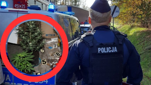 Policjanci zabezpieczyli marihuanę w Namysłowie.