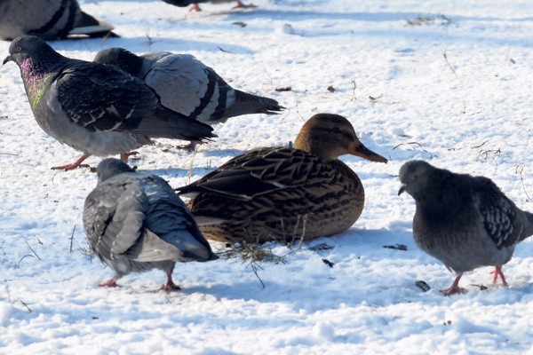 Ptaki śpiewem żegnają zimę (galeria zdjęć)
