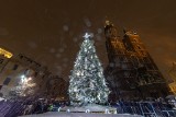 Na Rynku rozbłysło największe drzewko świąteczne w Krakowie. Świerk zdobi 26 tys. energooszczędnych światełek