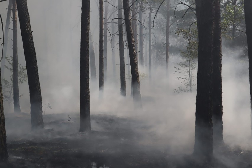 Osiem zastępów straży pożarnej gasi pożar lasu w Toruniu.
