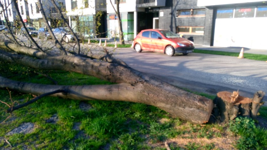 Kraków. Grzegórzki: Na ściętym drzewie informacja o parkingu. Mieszkańcy protestują [ZDJĘCIA]