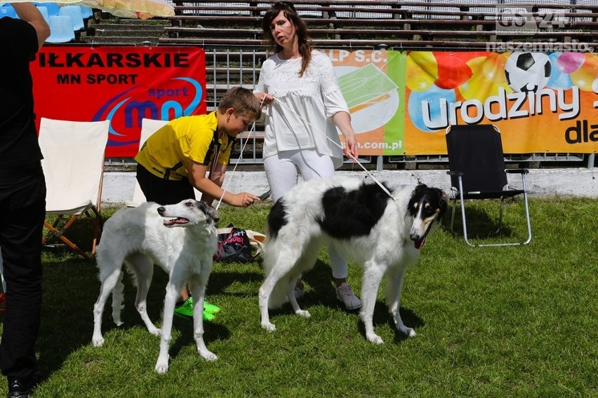 Piękne psy w Szczecinie. Wystawa Psów Rasowych na Arkonii 