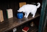 Dlaczego koty zrzucają przedmioty z półek? Poznaj 5 ciekawostek o kotach!