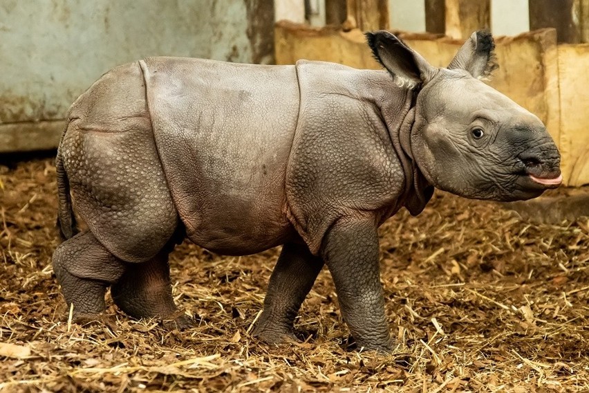 Mały nosorożec indyjski