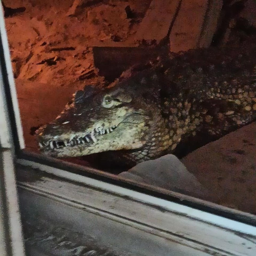 Krokodyl został przewieziony do poznańskiego zoo. Tam...