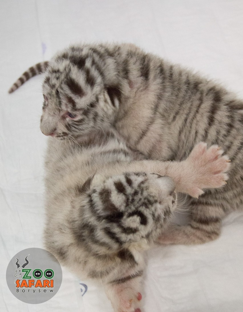 W Borysewie narodziły się dwa białe tygrysy bengalskie [ZDJĘCIA]
