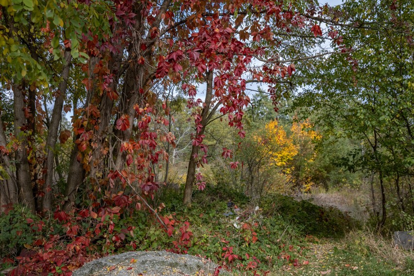 Kraków. Jesień w dawnym kameniołomie. Na razie jest proces, a ma być park 