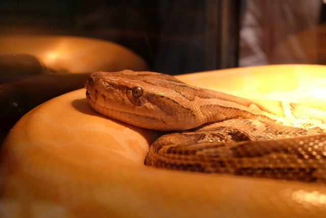 Wystawa zwierząt egzotycznych "Zagadaj do gada" Marilyn Rosa Reptile Expo w Atrium Biała w Białymstoku