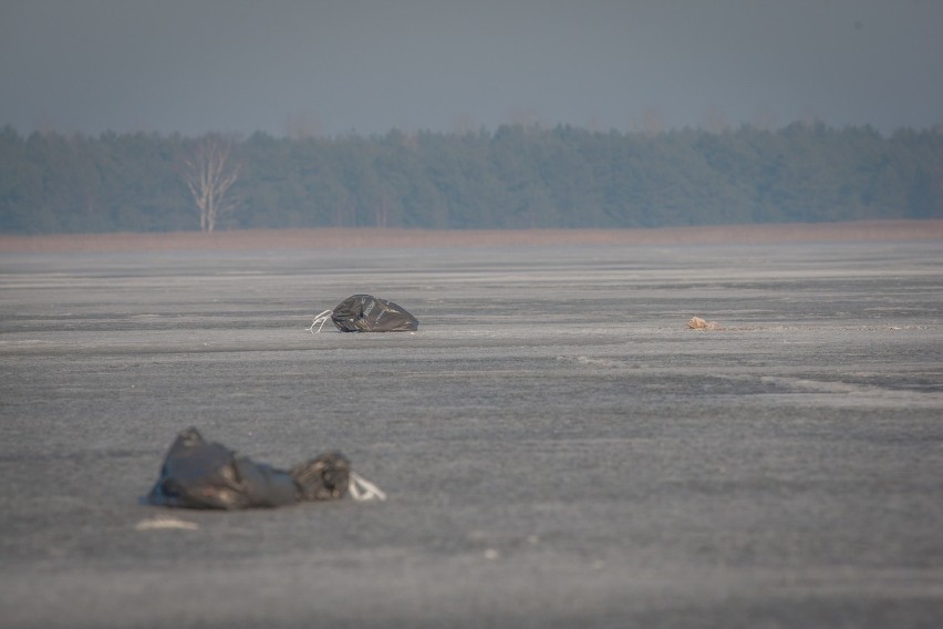 Ptasia grypa w powiecie puckim. Kacper Płażyński interweniuje ws. martwych ptaków nad Zatoka Pucką