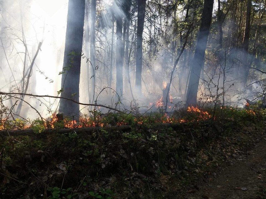 Pożar lasu w Czernej. Grasuje podpalacz? [ZDJĘCIA]