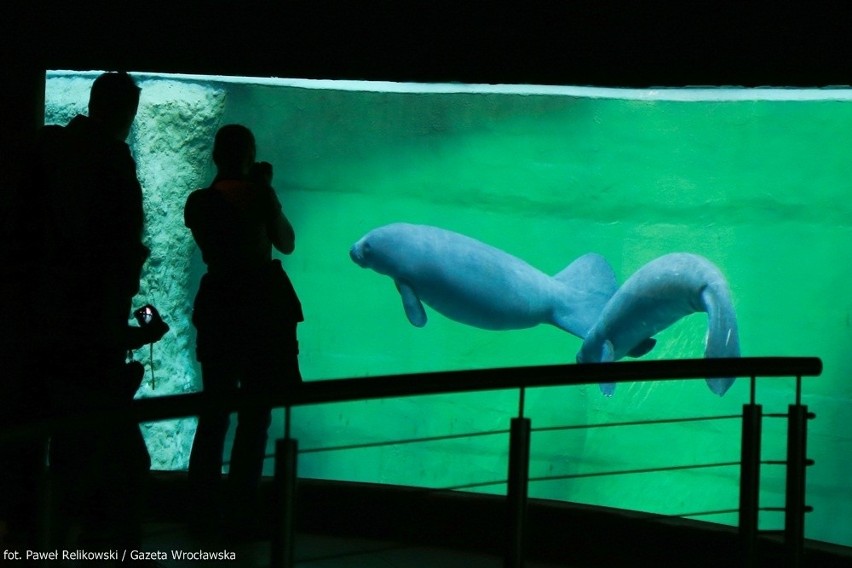 Niesamowite Afrykarium. Wrocławianie zachwyceni najnowszą atrakcją (MNÓSTWO ZDJĘĆ, FILMY)