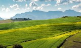 Europejski Zielony Ład a polskie rolnictwo. Czy jesteśmy gotowi na zmiany?