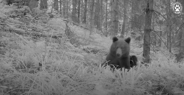 Niedźwiedzie w Beskidzie Żywieckim. Zobacz kolejne zdjęcia. Przesuwaj zdjęcia w prawo - naciśnij strzałkę lub przycisk NASTĘPNE