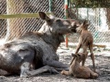 W gdańskim ZOO urodziły się dwa łosie euroazjatyckie. Kiedy będzie można je zobaczyć?