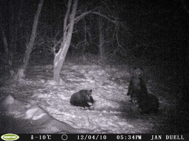 Martwa samica żubra i ucztujące nocą na jej padlinie trzy niedźwiedzie.
