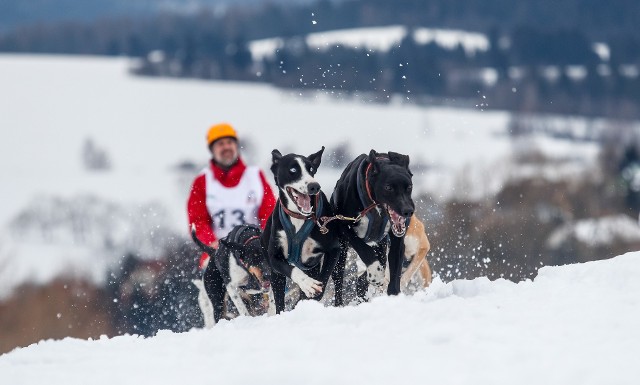 Od piątku w Lutowiskach w Bieszczadach, trwają wyścigi psich zaprzęgów. Startuje około 28 załóg z Polski, Słowacji, Węgier oraz Czech. Do pokonania jest 95 km. Zawody podzielone są na 4 etapy - finał w niedzielę.