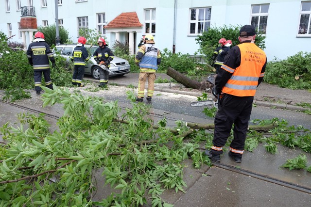 Zgłoszenia o powalonych drzewach wpływają do jednostek jeszcze rano