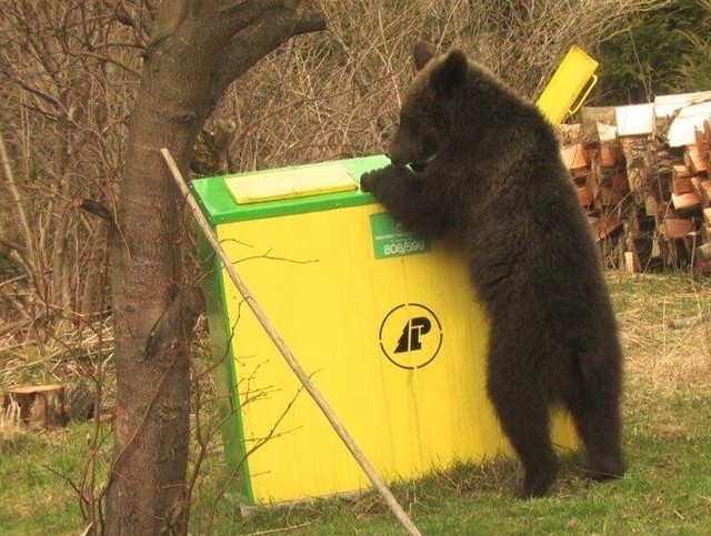 Niedźwiedź szukał jedzenia w koszu na śmieci i nic nie robił sobie z obecności człowieka.