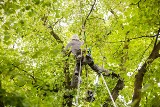 Piły poszły w ruch. Ale tym razem po to aby drzewa przetrwały