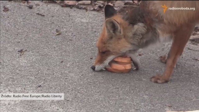 Lis z Czarnobyla zrobił sobie... kanapkę