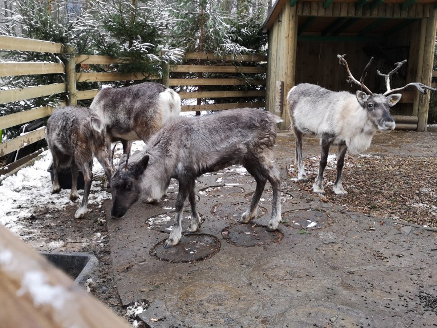 Weekend mikołajkowy w krakowskim ZOO. Św. Mikołaj rozdawał prezenty w towarzystwie renifera [ZDJĘCIA]