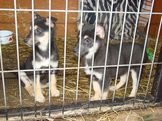 Bezpańskie psy z gminy Aleksandrów nadal będą trafiały do zgierskiego schroniska Medor.