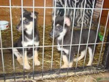 Schroniska dla zwierząt nie będzie! Po protestach mieszkańców