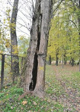 Dobczyce. Kiedyś park miał swój urok...