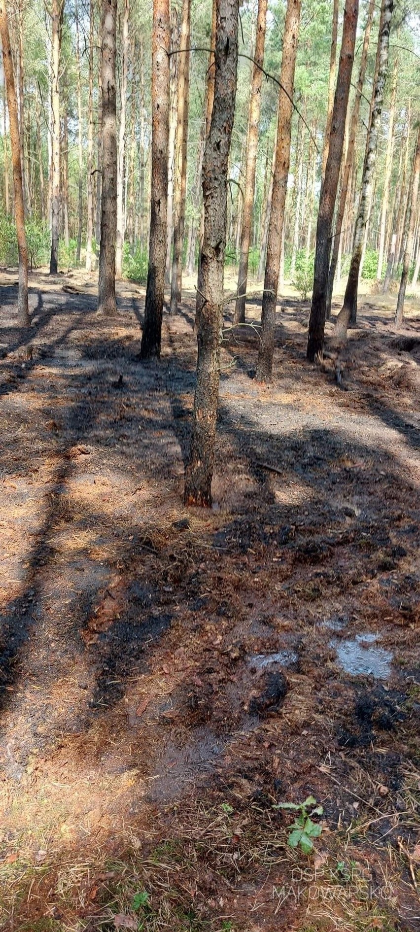 Pożar lasu w okolicach Bożenkowa i Samociążka.