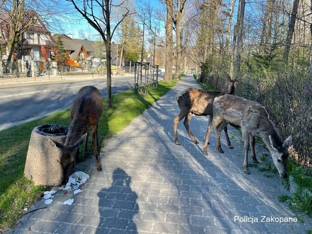 Łanie na ul. Jagiellońskiej w Zakopanem