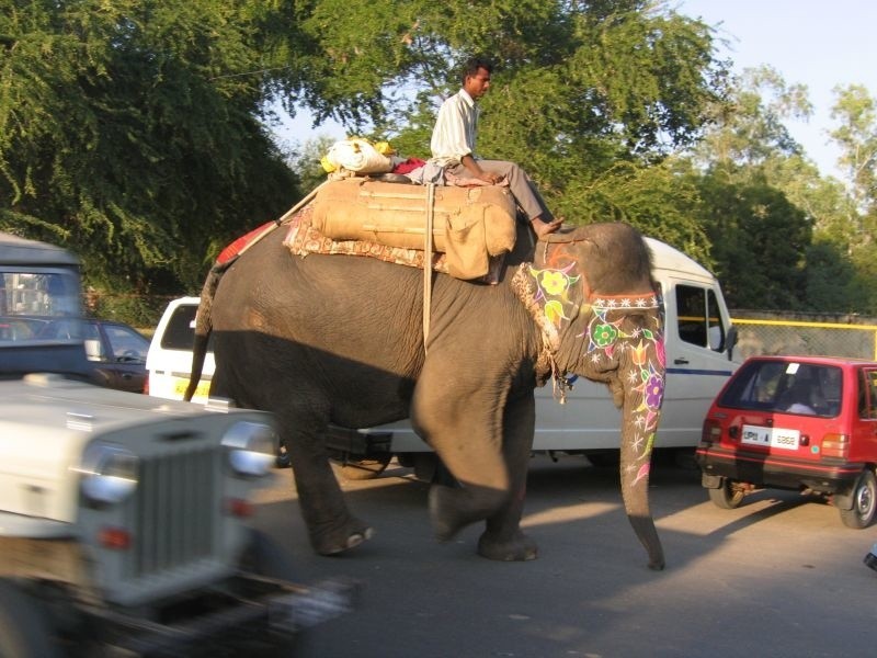 W Jaipurze slon to jeden ze środków transportu - skretny,...
