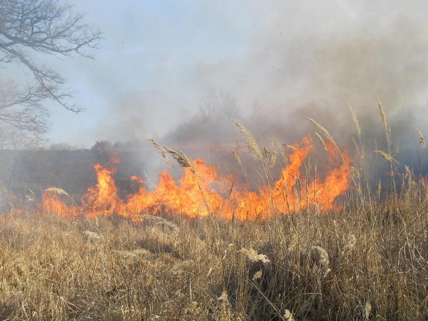 Pożar traw koło Nowogardu