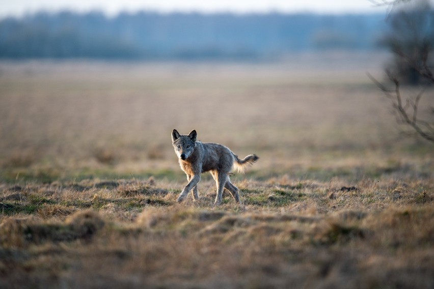 Wilki w Puszczy Augustowskiej. Leśna wataha wzbogaciła się o sześć młodych wilczków [ZDJĘCIA]