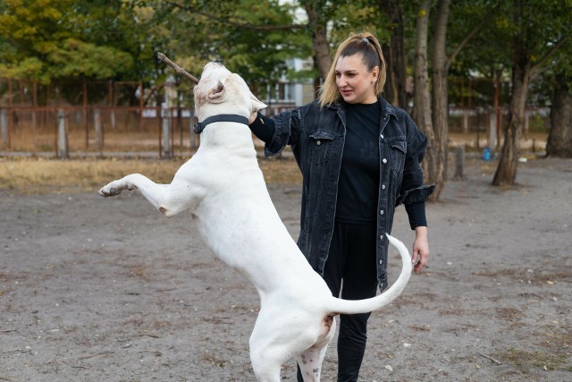 W latach 2022-2023 odnotowano w Wielkiej Brytanii aż 23 przypadki śmiertelnych ataków psów na ludzi. Za więcej niż połowę odpowiada rasa American XL Bully (na zdjęciu)