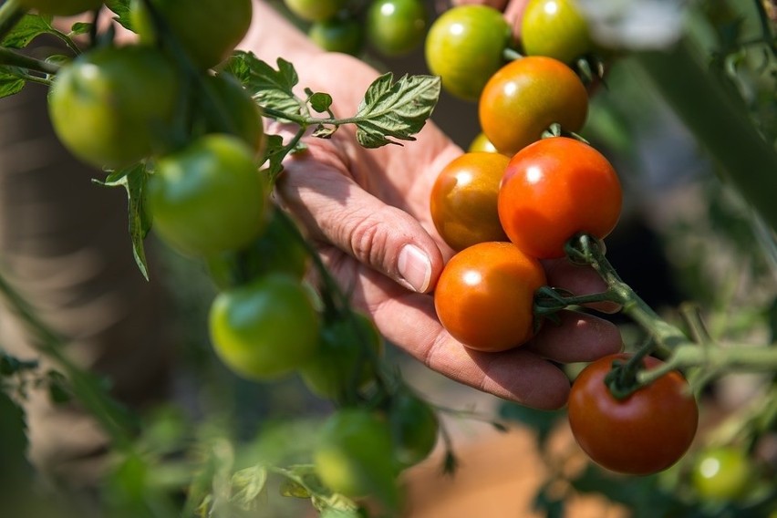 Pomidory  w 93% składają się z wody. W 100 g mają tylko 15...