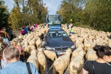 REDYK w Szczawnicy. Miasto zablokowane, auta utknęły wśród setek owiec. To już tradycja! [ZDJĘCIA] 11.10.2020
