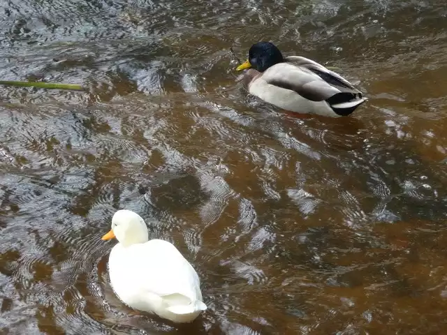 Biała kaczka na rzece Łebie znalazła dzikiego partnera.