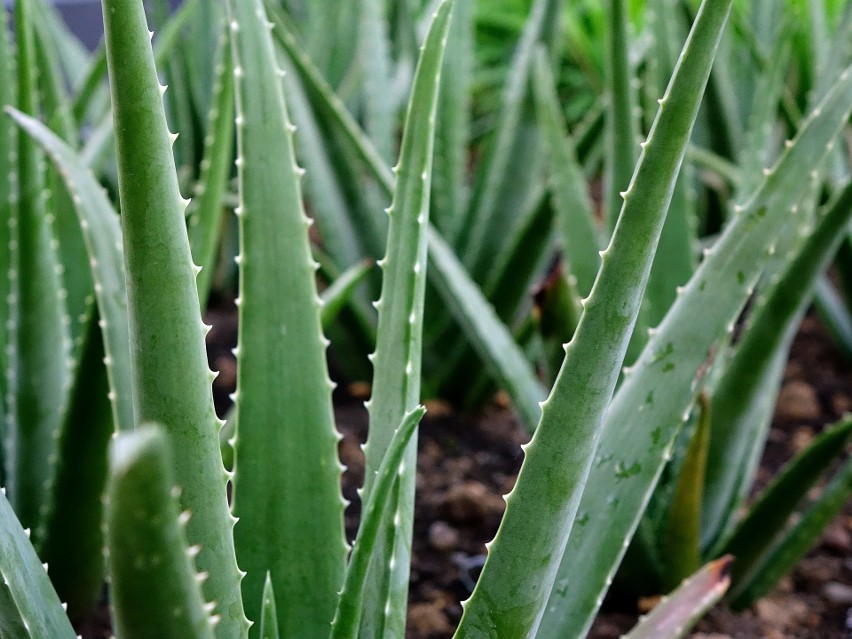 Aloes w doniczce...