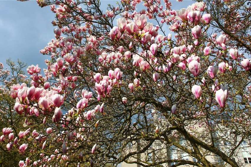 Magnolie w Kórniku będą kwitnąć w drugiej połowie kwietnia i...