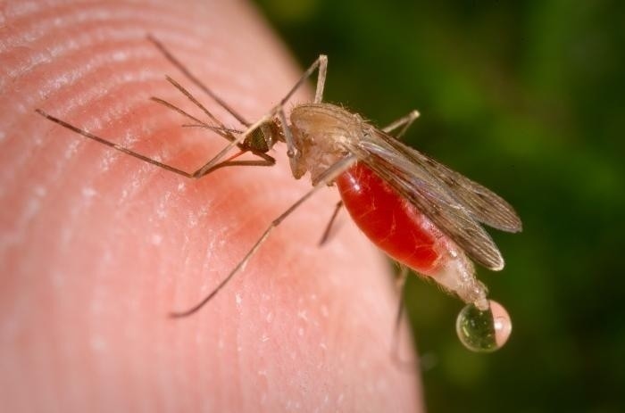Sposoby na komary. Jak bronić się przed komarami