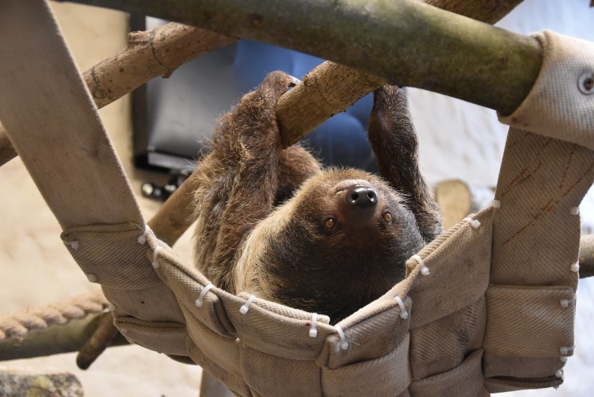 Niedźwiedzie z zamojskiego zoo obudziły się już z zimowego snu. Zobacz zdjęcia