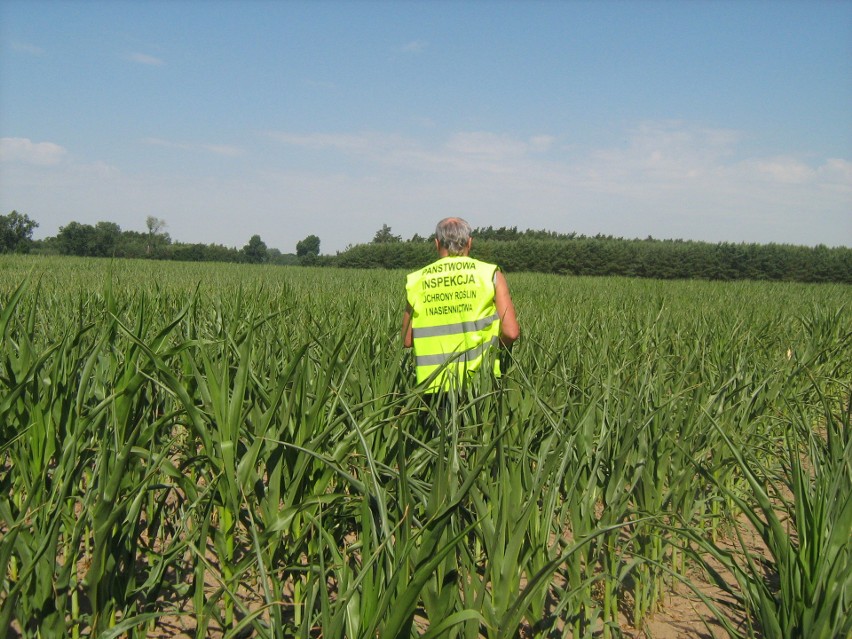 Inspektorzy badają kukurydzę w Kujawsko-Pomorskiem. Czy nie ma zakazanego GMO? [zdjęcia]