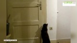 Psotne koty: otwarcie drzwi to dla nich żaden problem (WIDEO) 