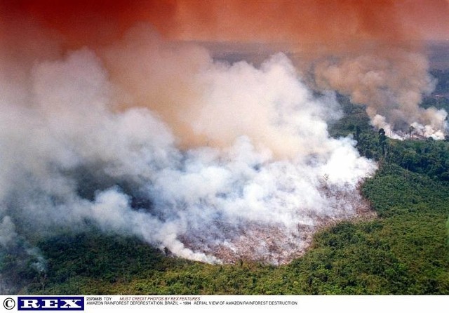 Od kilku tygodni zielone płuca świata trawi ogień. Przyczyną pożarów jest susza, wylesienie terenów, ale przede wszystkim... działalność człowieka.