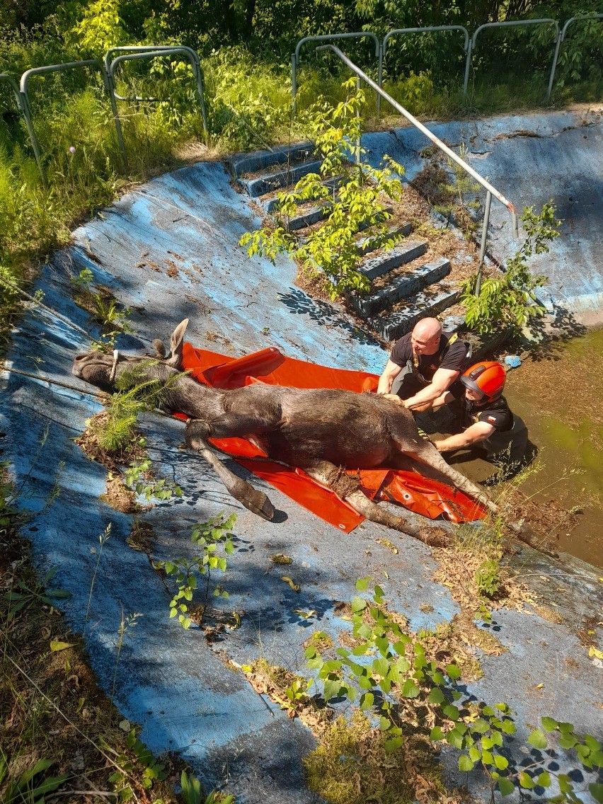 Łoś wpadł do basenu! Niecodzienna akcja ratunkowa w Ostrowi Mazowieckiej
