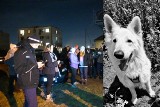 Koniec poszukiwań Bonusa. Pies zaginął w grudniu, szukały go tysiące ludzi. Został znaleziony martwy