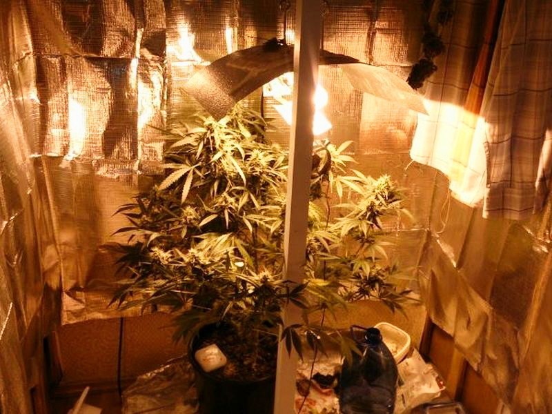Krzak marihuany znaleziony w szafie. Za kratkami cała rodzina (zdjęcia)